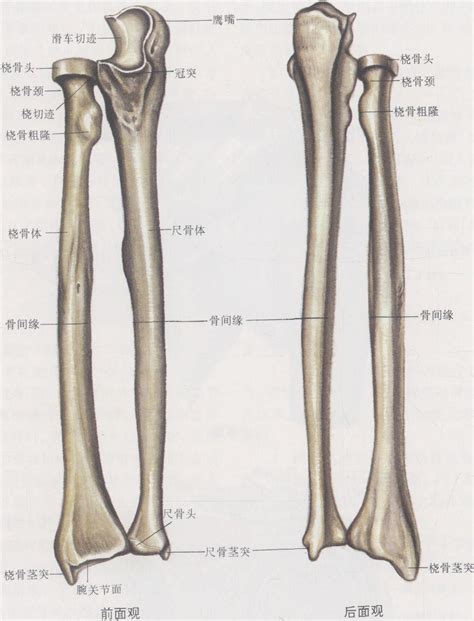 右是哪里